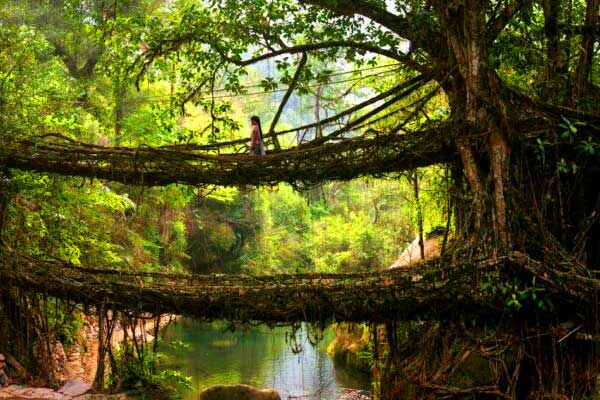 Cherrapunji-Living-Root-Bridge-Tourism-by-Taxi-for-North-East